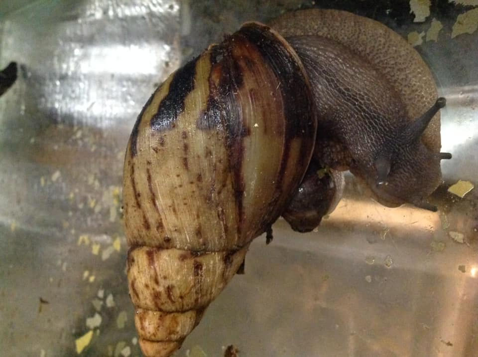 Archachatina camerunensis