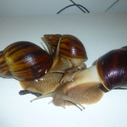 Lissachatina immaculata