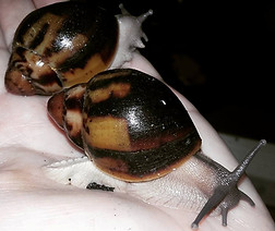 Archachatina marginata egregia | AchatSchnecken-Team