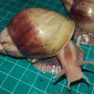 Lissachatina immaculata _Two Tone_