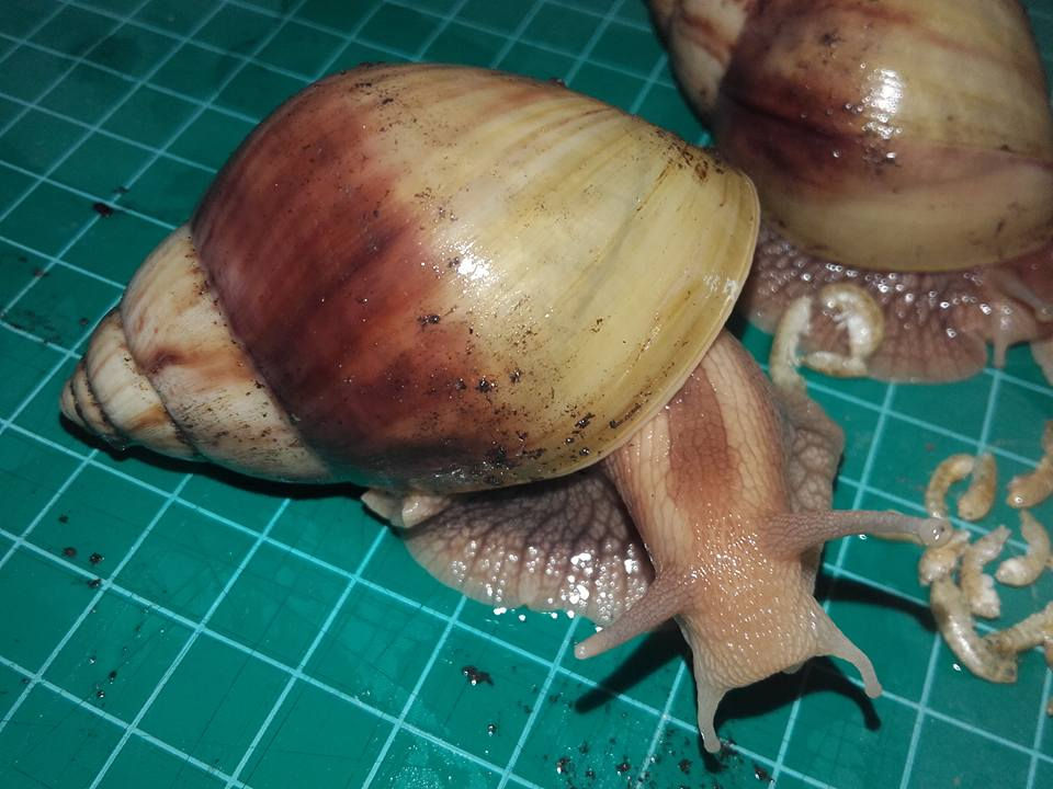 Lissachatina immaculata _Two Tone_