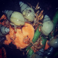 Lissachatina allisa