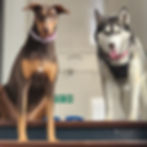 Perritos de la familia CEDAP