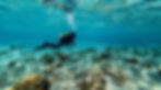 portrait-scuba-diver-sea-water-with-marine-life.jpg