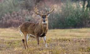 ree