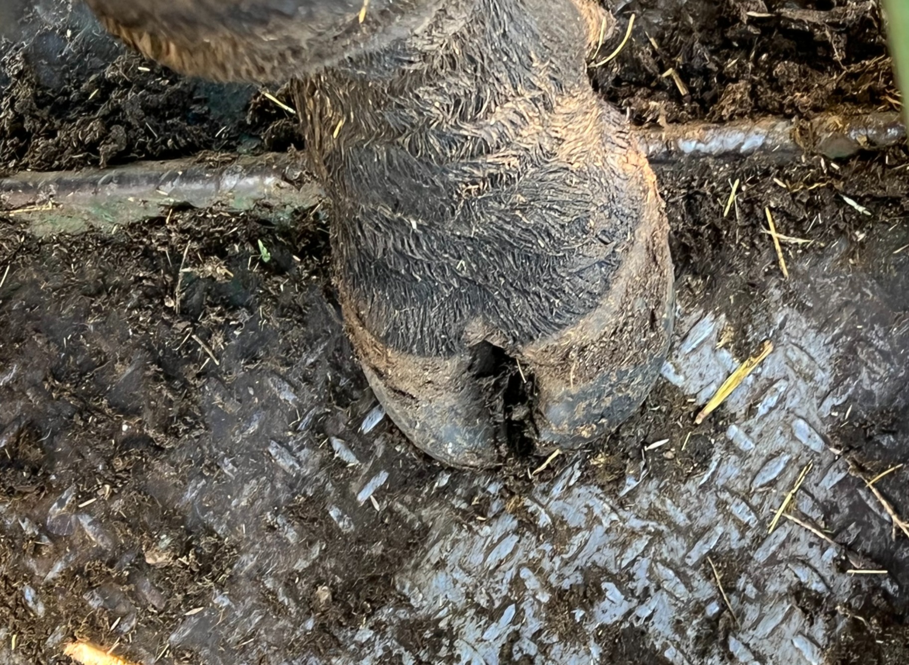 287H front foot_edited.jpg