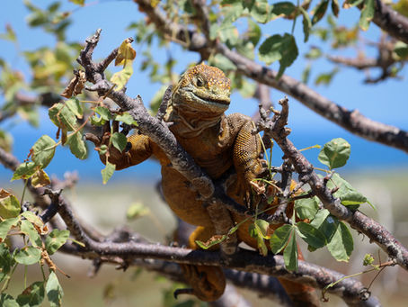 The Origin of Species - Galapagos
