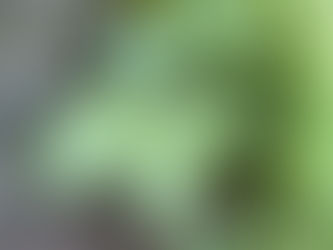 庭の様子2021.4.21