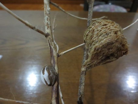 イラガの繭とカマキリの卵のう