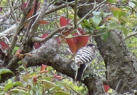 コゲラ撮ったど〜！