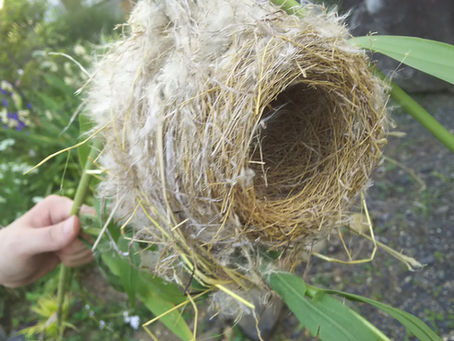 休耕田草刈り　2018・6