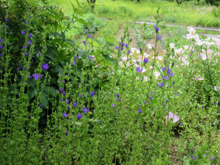 好きな雑草 桔梗草