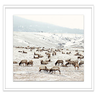 Elk Battle Print