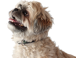 Doggy in Bed_edited.png