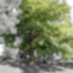 Monumental: Protecting Ancient Trees
