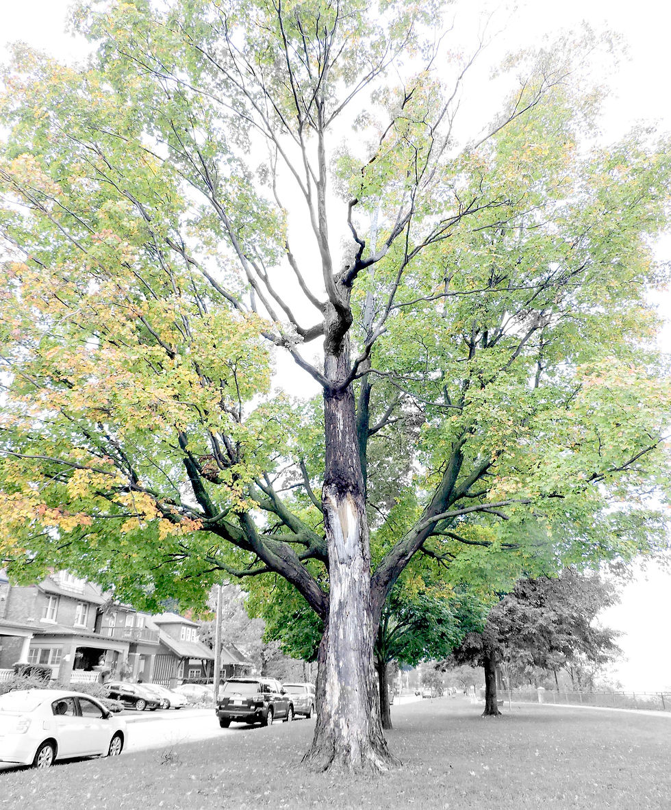 Sugar Maple-Hamilton Mountain-Credit-Lesia-Mokrycke_edited_edited.jpg