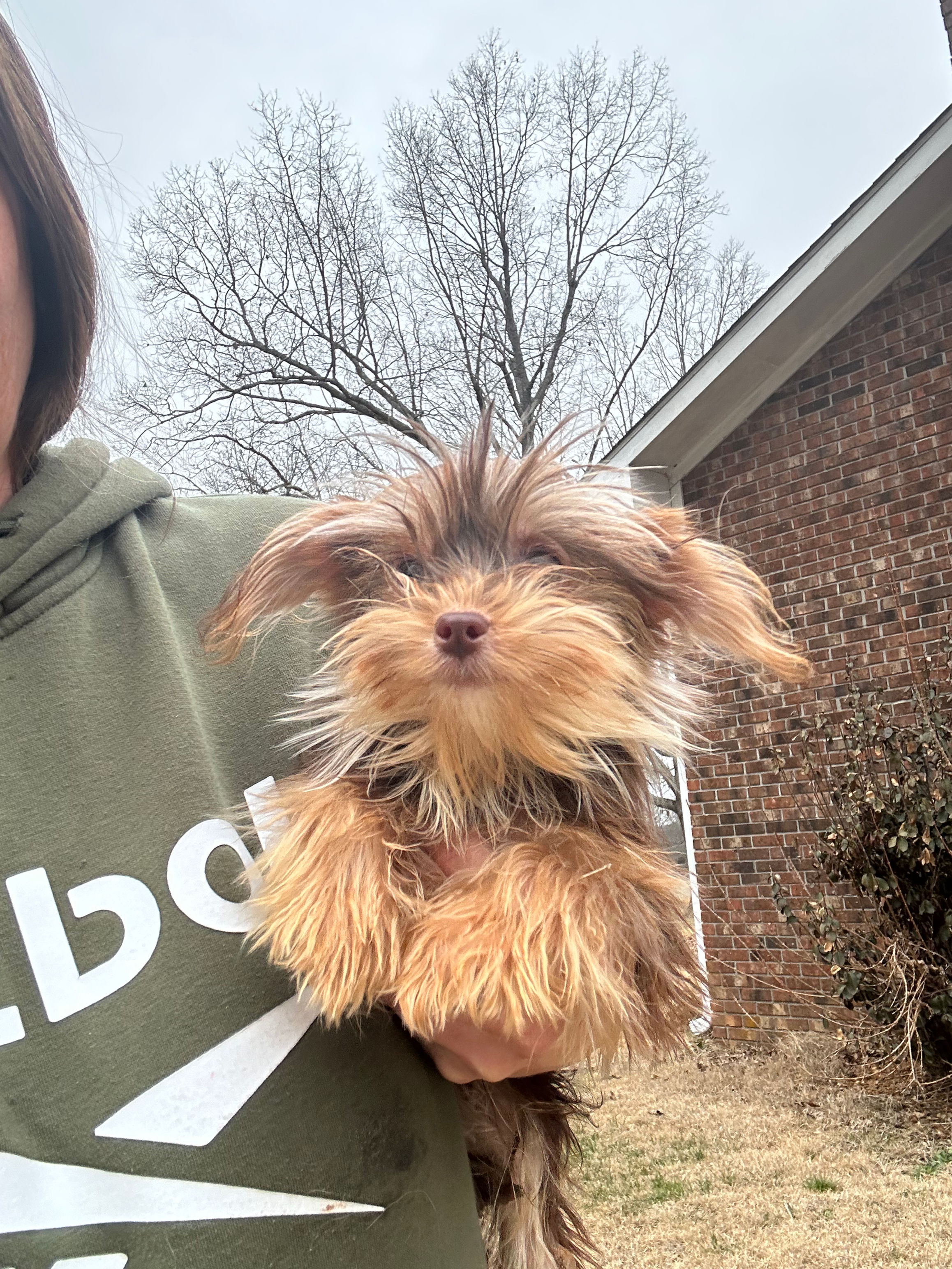 Cocoa Bean female tcup Yorkie 