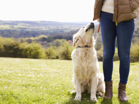 Dog-Sitter: la passione non basta!