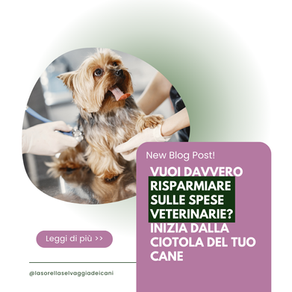 Vuoi davvero risparmiare sulle spese veterinarie? Inizia dalla ciotola del tuo cane
