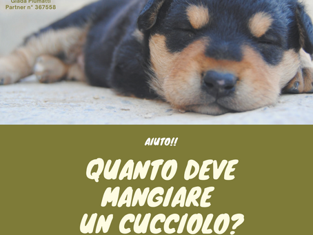 Aiuto! Quanto deve mangiare il mio cucciolo??