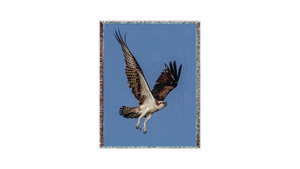 Thumbnail: IN FLIGHT/BIRDS by Ron Moser