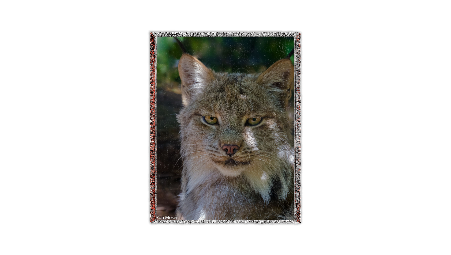 Here kitty kitty by Ron Moser