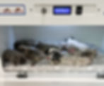 Puppy Nursery - Incubator