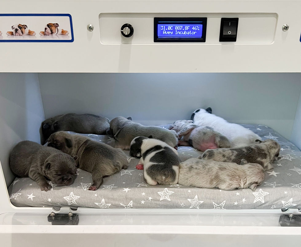 Puppy Nursery - Incubator