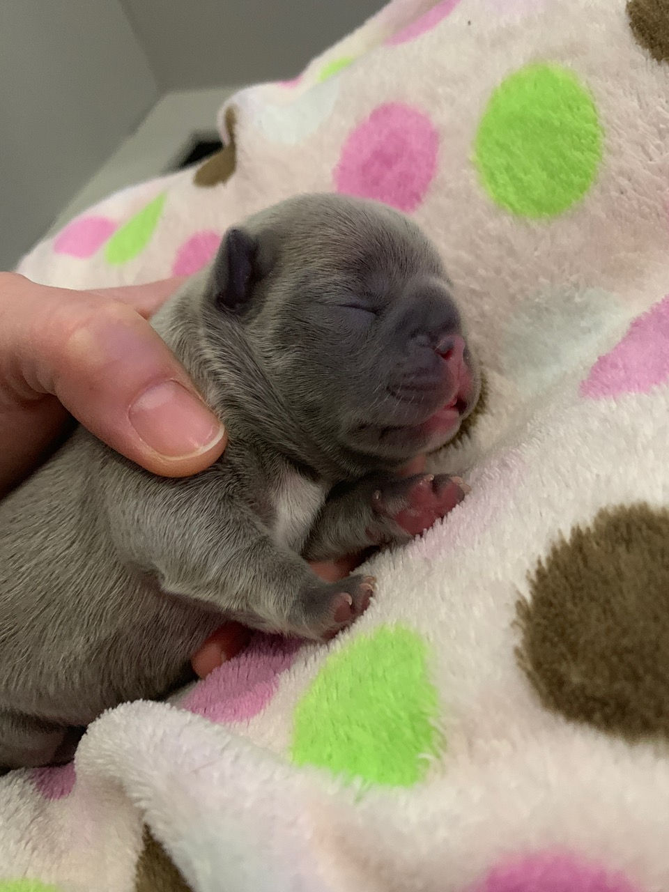 Adorable French Bulldog puppy for sale in Orlando, Florida, with a playful and curious expression