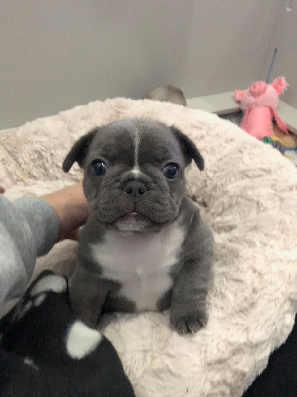 Charming French Bulldog puppy, a perfect addition to any home in Orlando, FL.