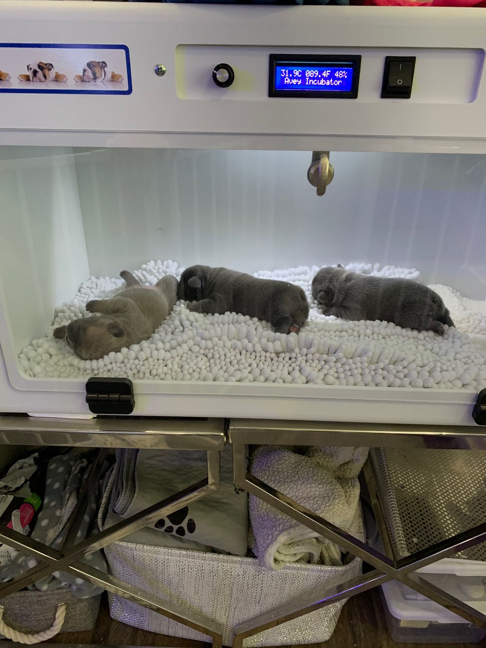 Experience the joy of welcoming a newborn French Bulldog into your life with our specialized incubat