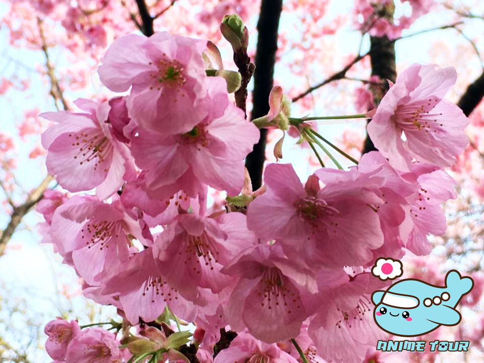 Miniatura: Anime Tour de Primavera 2025