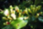 CLOVE tincture
