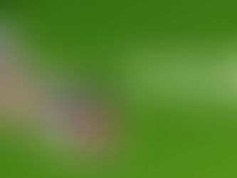 Best Antiviral Herbs To Boost Your Immunity (With Ingredients List)