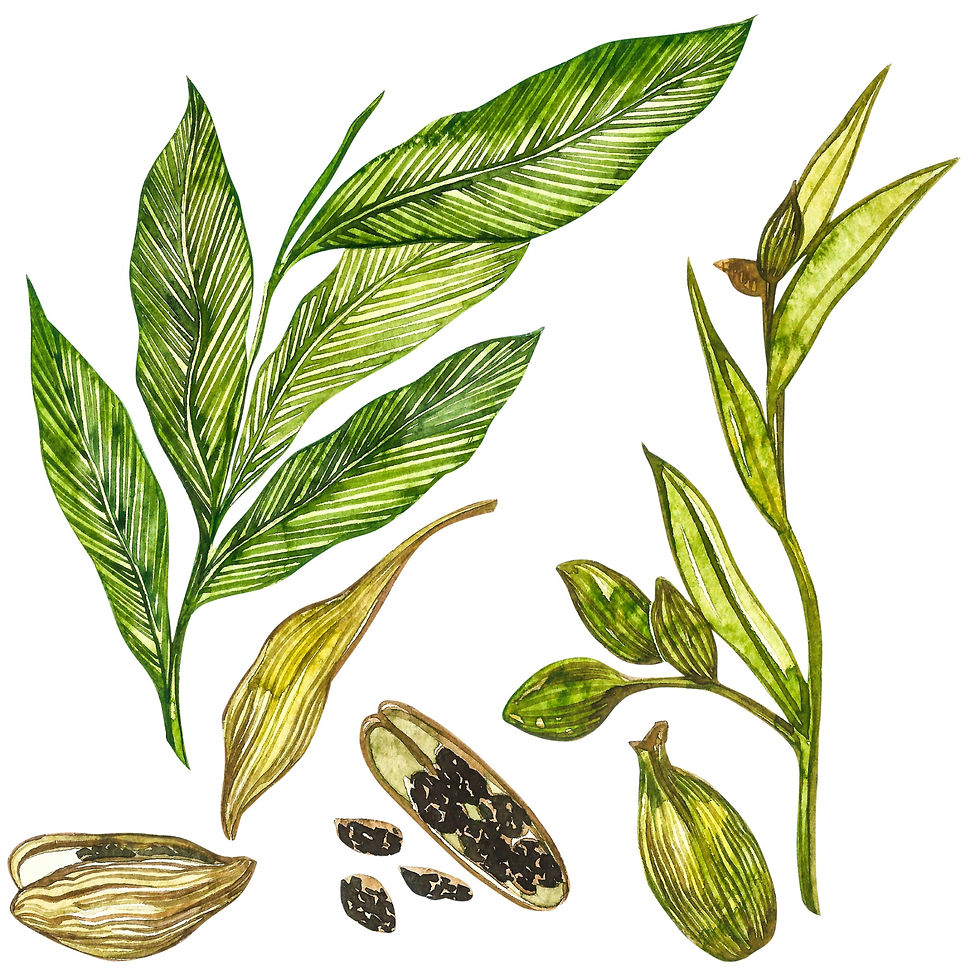 CARDAMOM