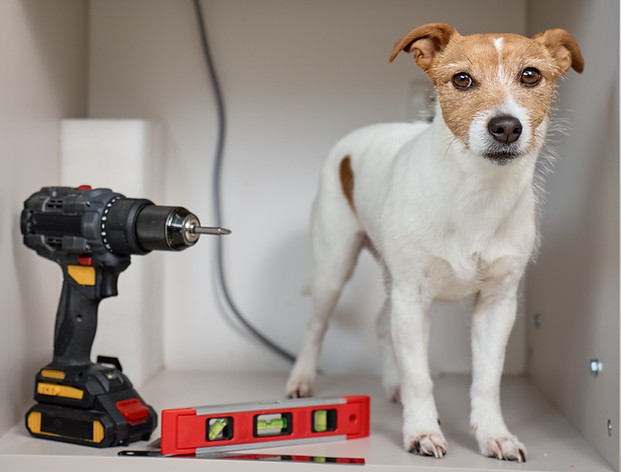 cute-dog-standing-with-tools-in-cabinet-2026-03-24-19-36-26-utc.jpg