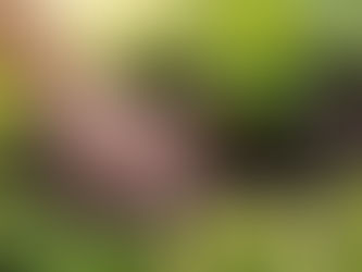 Folhas Amareladas no Jardim? Nem Sempre é Falta de Água