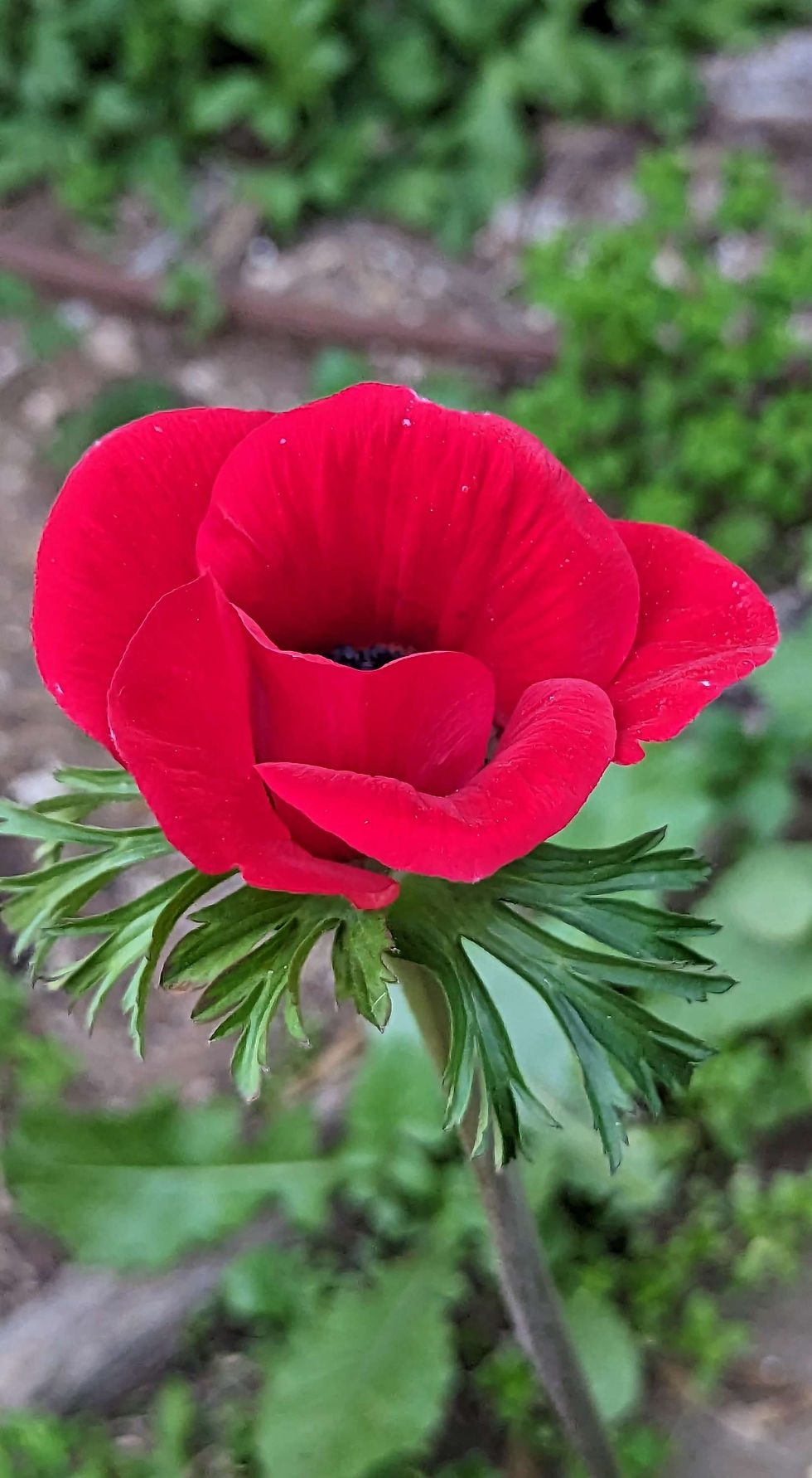צילום תקריב על עלי הכותרת של כלנית שמתחילה להיפתח. צילום עדי ברטשניידר 