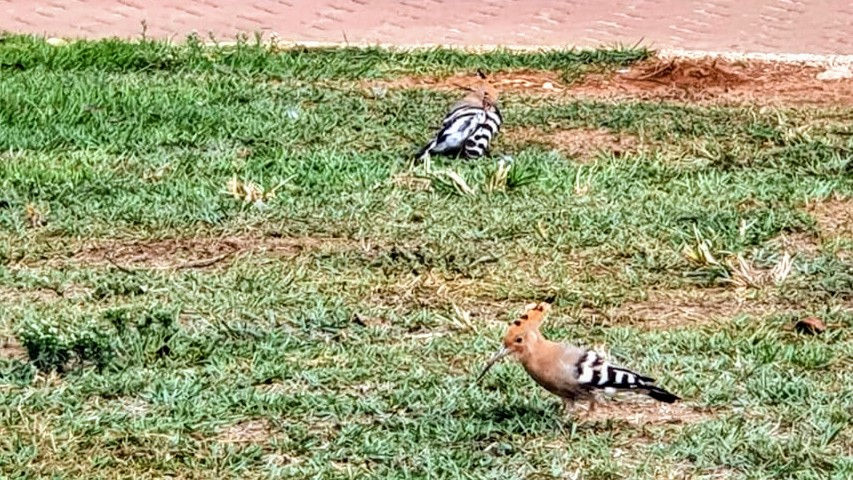 דוכיפת מנשנשת בגינה ציבורית בנתניה