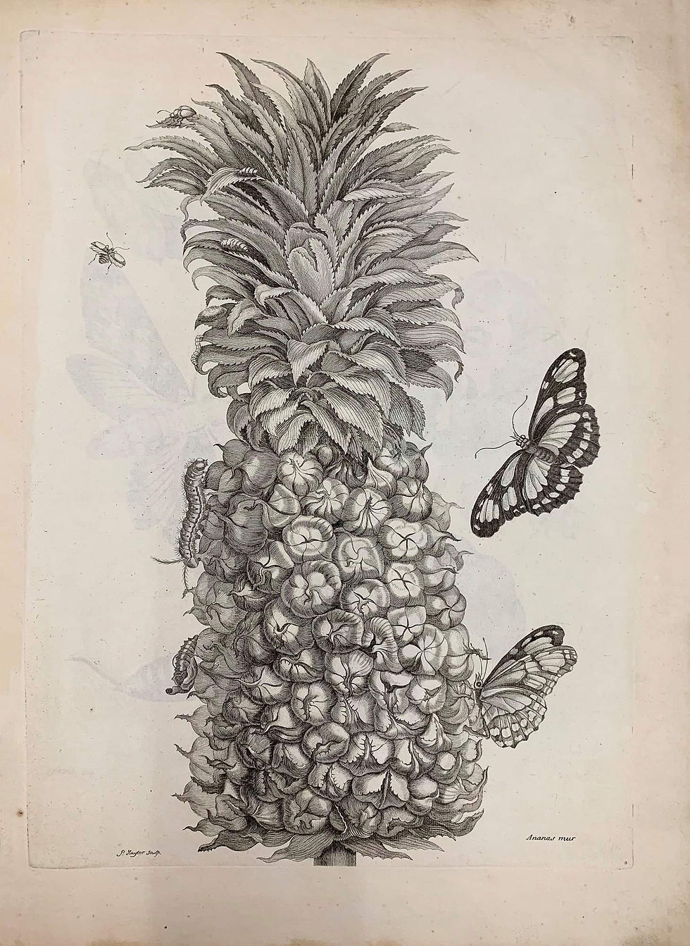 איור השחור-לבן של אננס שאיירה מריה סיבילה מריאן בספר 'המטמורפוזה של החרקים של סורינאם' בשנת 1705, מתוך אוסף אדלשטיין להיסטוריה של המדע בספרייה הלאומית. התמונה נלקחה מעמוד הפייסבוק של הספריה הלאומית