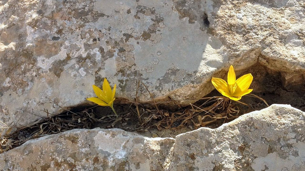 שתי חלמוניות ליד הסלע, ירוחם. צילום עדי ברטשניידר
