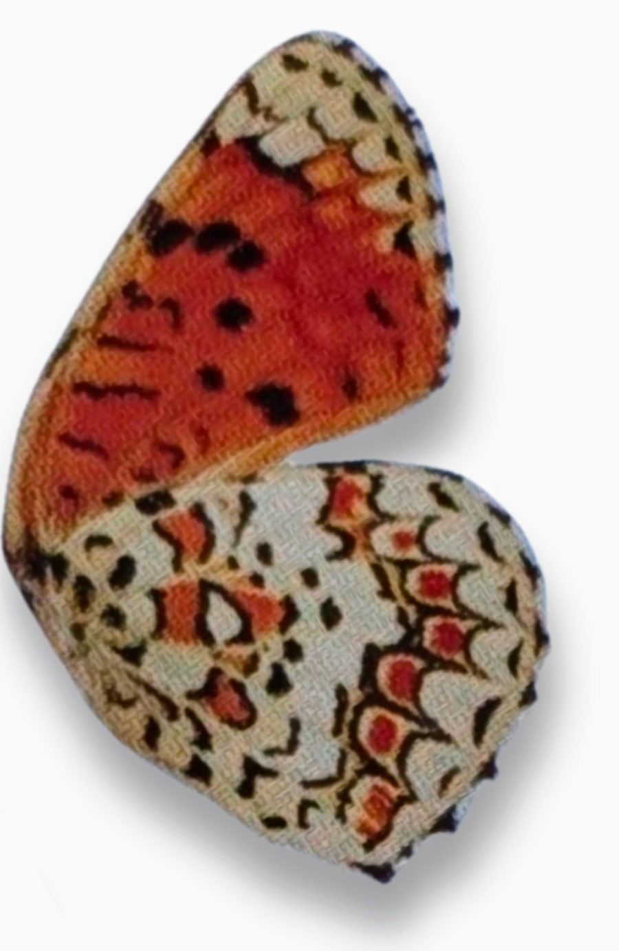 מהצד, כשהכנפיים סגורות