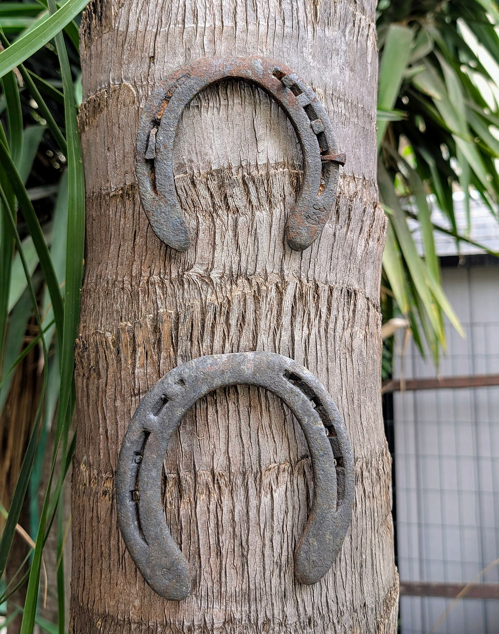 2 פרסות סוס ישנות ובלויות תלויות זו מעל זו על גבי גזע של עץ דקל. צילום עדי ברטשניידר 