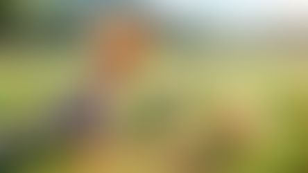 דברים שאפשר למצוא בחוץ: דוכיפת, הציפור הלאומית של ישראל