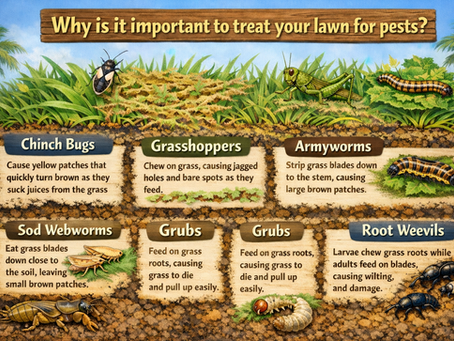 Turf-Destroying Insects in Northeast Florida: What’s Hiding in Your Lawn?