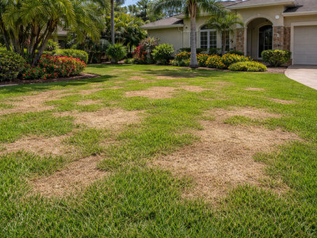 Are Winter Brown Spots Still Taking Over Your Lawn?
