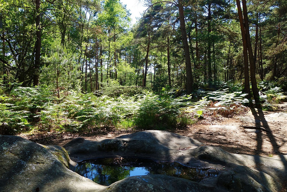 Gorges d’Apremont & Barbizon – sur la trace des peintres