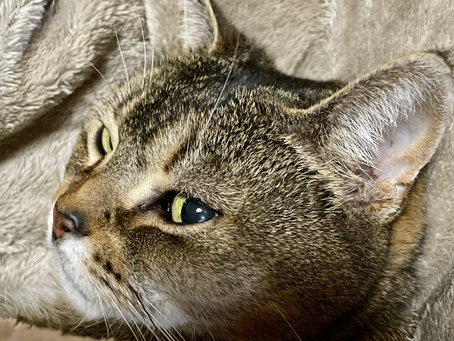 猫と私