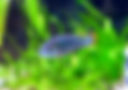 aquarium-fish-dwarf-cichlid-apistogramma-nijsseni.jpg