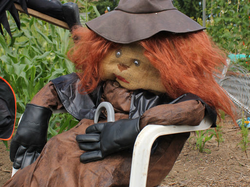A Contest of Scarecrows